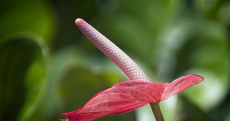 红掌花语有哪些含义？如何正确解读红掌的花语？