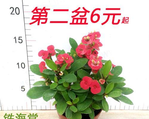 虎刺梅花语是什么？如何理解虎刺梅的花语含义？