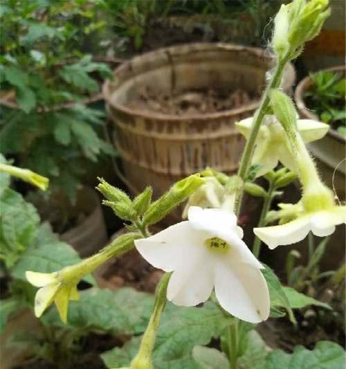 花烟草的花语是什么？花烟草的传说有哪些？