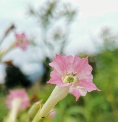 花烟草的花语是什么？花烟草的传说有哪些？