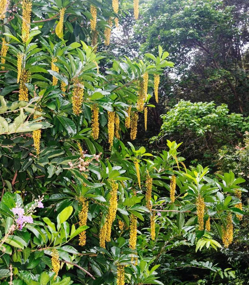 金虎开花的月份和季节是什么时候？