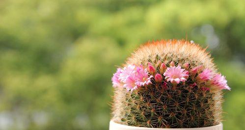 金虎仙人球会开花吗？如何促进其开花？