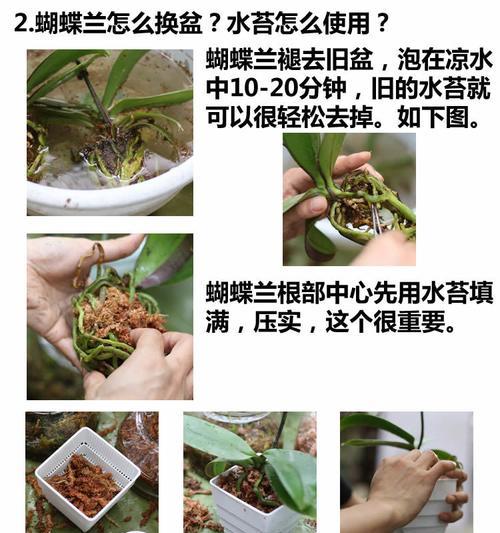 金琥上盆的最佳时间是什么时候？养护过程中应注意哪些问题？