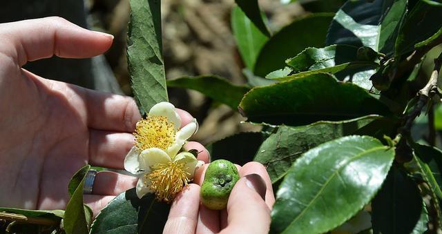 金花茶病虫害如何防治？有效防治技术与方法措施是什么？