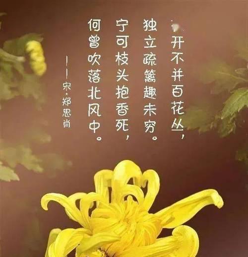 金鸡菊代表什么？金鸡菊花语有哪些含义？