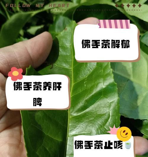 香橼种子盆栽的养护方法是什么？