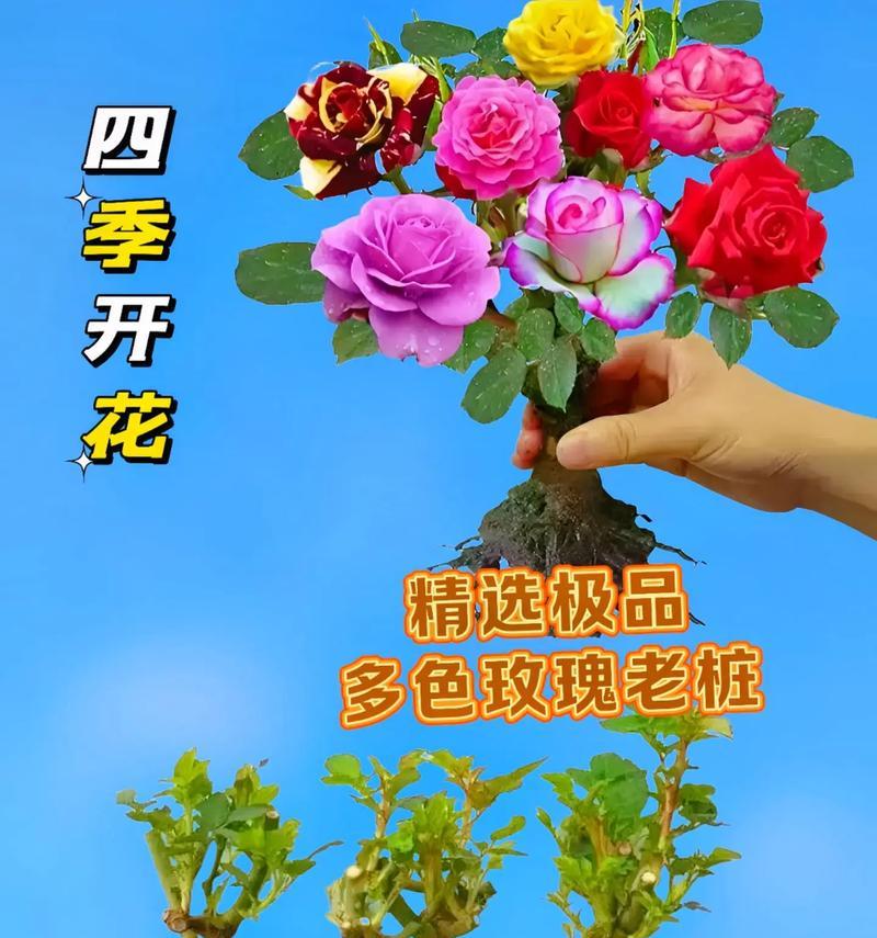 玫瑰花如何栽培？有哪些栽培技巧？