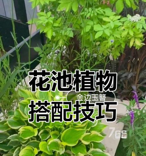 花园种植植物推荐？如何打造美丽花园？