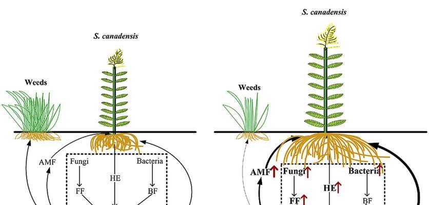 植物根的作用是什么？它们如何帮助植物生长？