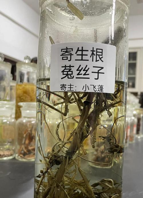 植物根的作用是什么？它们如何帮助植物生长？