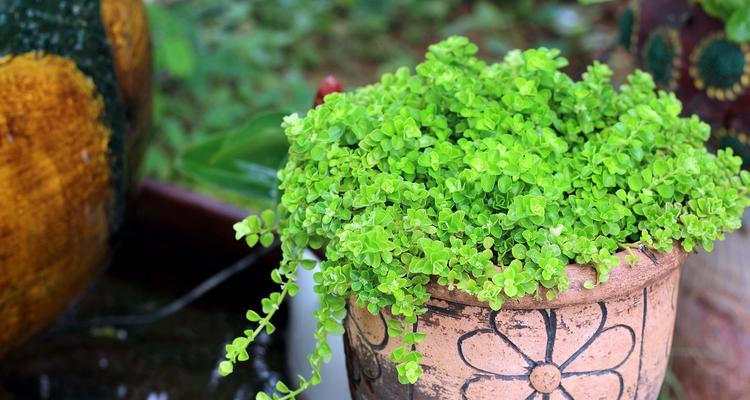 幸运草类植物有哪些特征？常见的幸运草类植物有哪些？