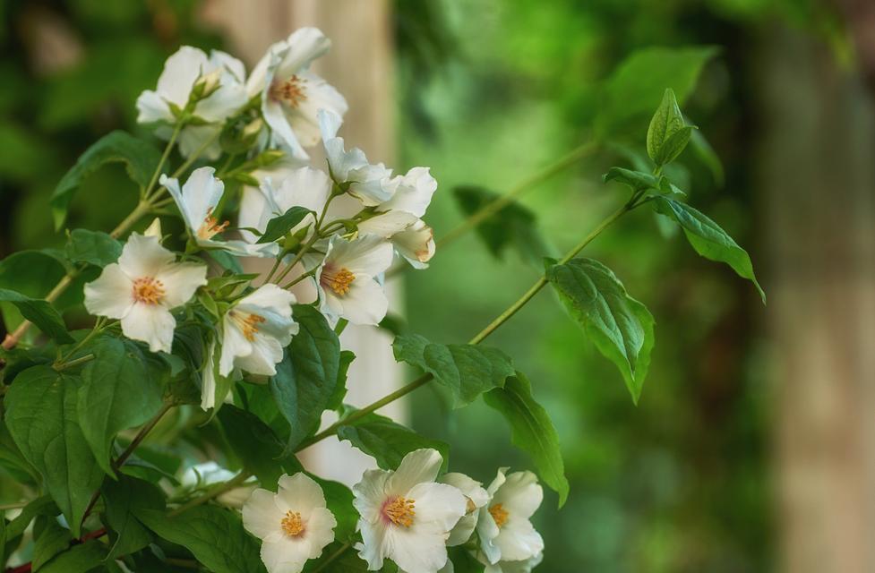 哪些小众花卉带有香味？这些花卉的特性是什么？