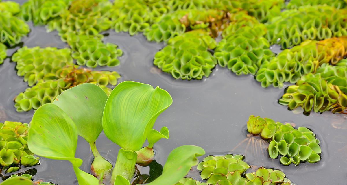 水生植物对家居环境有哪些益处？