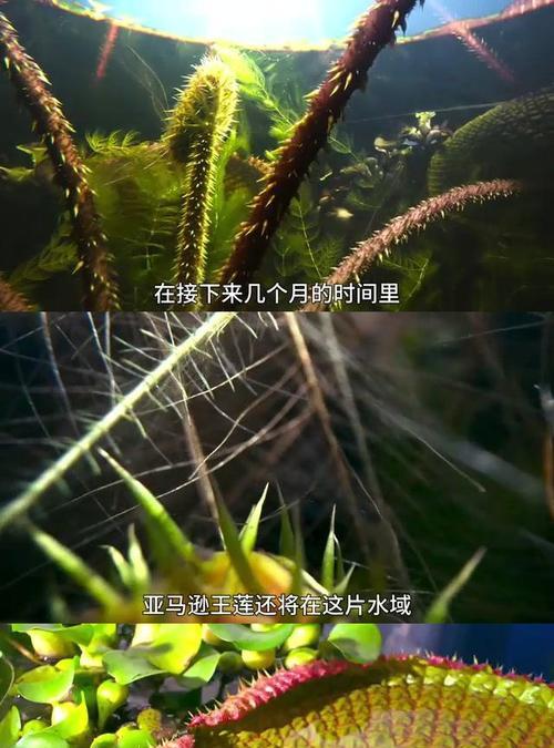 莲属于哪一类植物？它的生长特性有哪些？