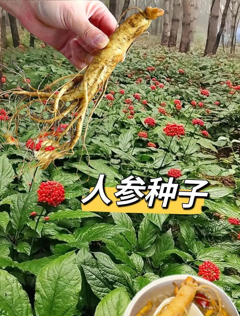 人参的植物种类有哪些？