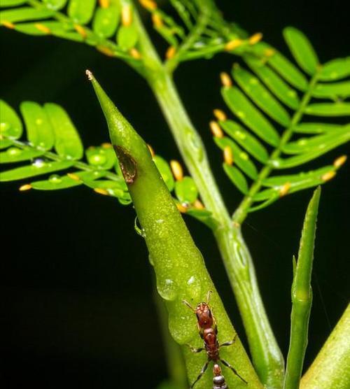 耐寒植物蚂蚁有哪些？它们对植物有什么影响？