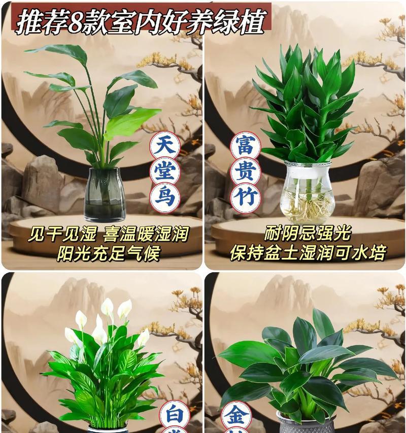 哪些室内花卉能有效净化空气？空气净化植物的选择标准是什么？