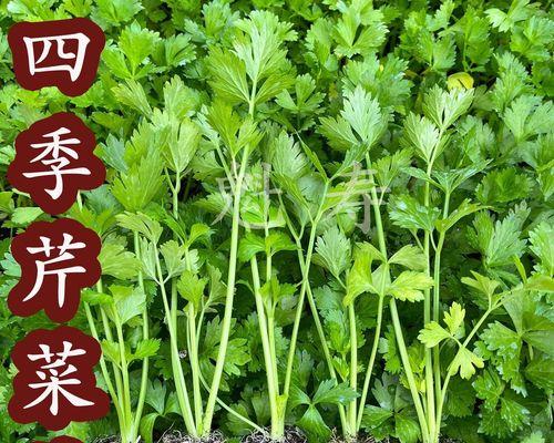 植物小幼苗指的是什么？如何正确培育植物小幼苗？