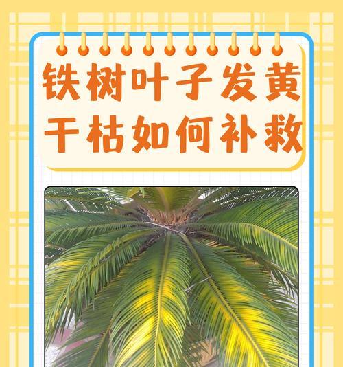 植物叶子干瘪如何进行挽救？