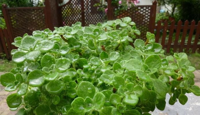 高档室内盆栽植物驱蚊用什么好？哪些植物有驱蚊效果？