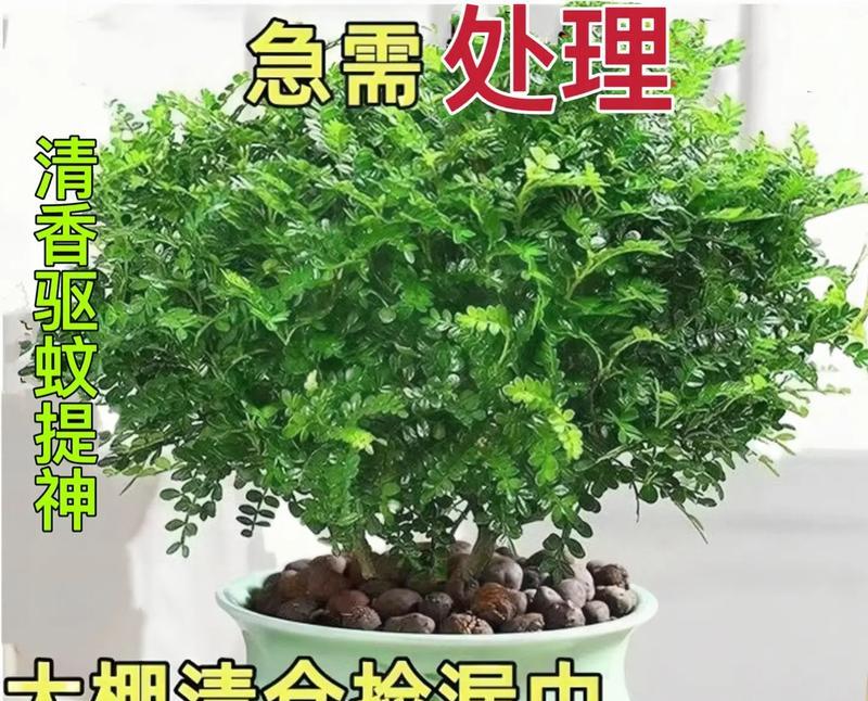 高档室内盆栽植物驱蚊用什么好？哪些植物有驱蚊效果？