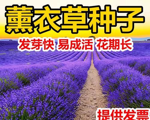 薰衣草球盆栽怎么种植的？有哪些步骤和技巧？