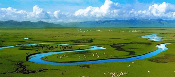 湿地植物生物有哪些？它们在生态系统中扮演什么角色？