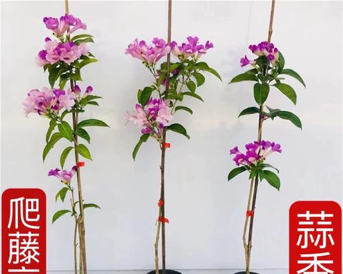 室内藤本盆栽植物有哪些推荐？如何选择适合的室内藤本植物？