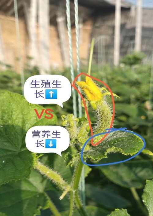 植物生长需要哪些基本条件和营养？