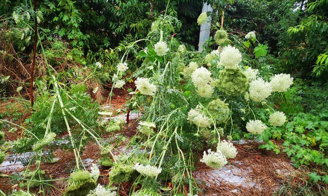 植物生长需要哪些基本条件和营养？