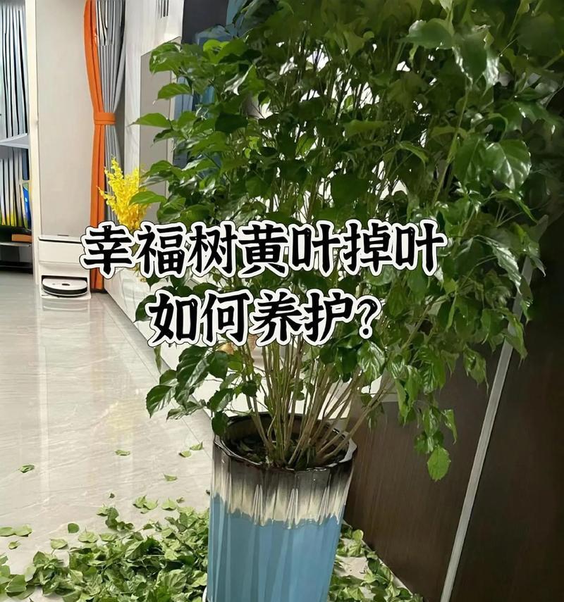 室外叶子植物的养护技巧有哪些？如何保持其健康？