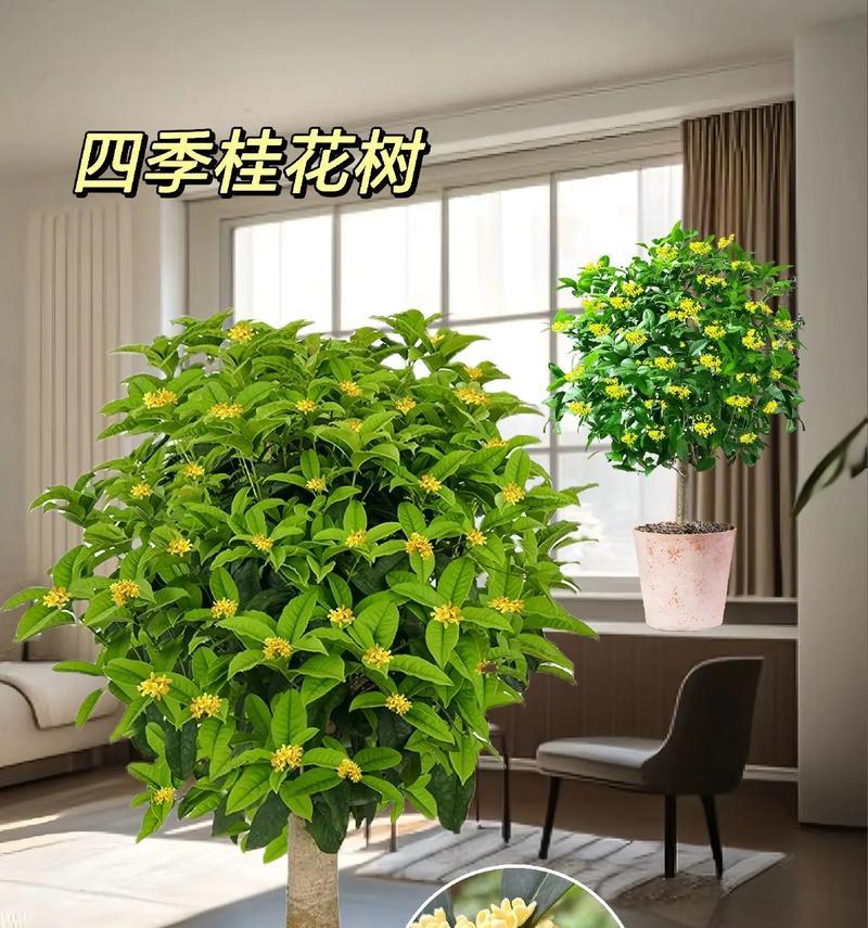 盆栽怎么变成树木种植的？盆栽转化为树木的步骤是什么？