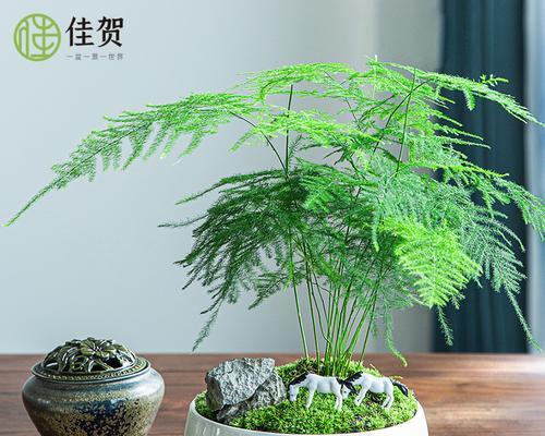 办公桌摆什么植物好？哪些植物适合办公室环境？