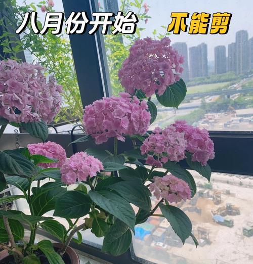 夏季安徽适合种的花卉是什么？如何进行夏季花卉养护？