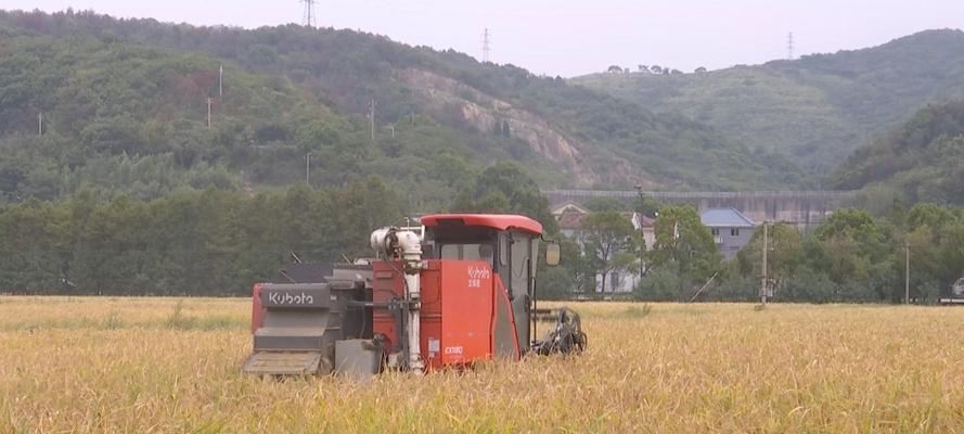 高海拔烟田下半年种植什么水稻好？如何提高产量？