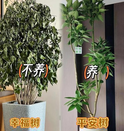 室内适合放置哪些植物？这些植物对环境有何益处？