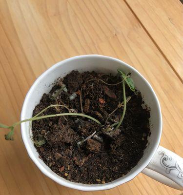 豆苗蔬菜盆栽怎么种植方法？种植过程中的注意事项是什么？