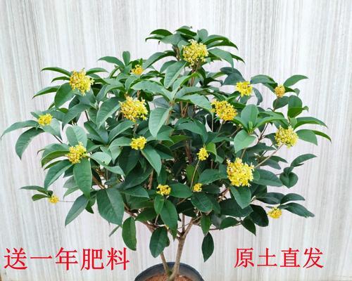 稀有花树盆栽怎么养护？养护技巧有哪些？