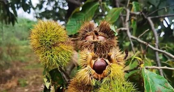 东北黑花的特色是什么？适合在哪些地区种植？