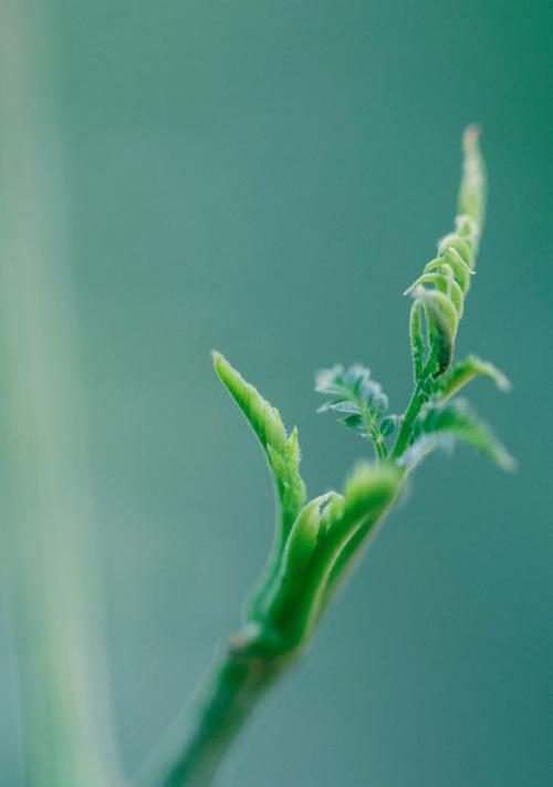 适合窗口摆放的花卉植物有哪些推荐？如何选择？