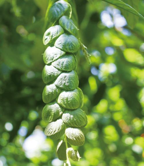 圆山是哪种植物？圆山植物的特点是什么？