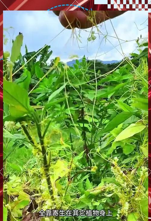 圆山是哪种植物？圆山植物的特点是什么？