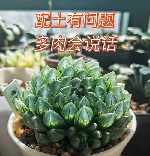 什么植物离不开土壤？这些植物对土壤的依赖性如何？