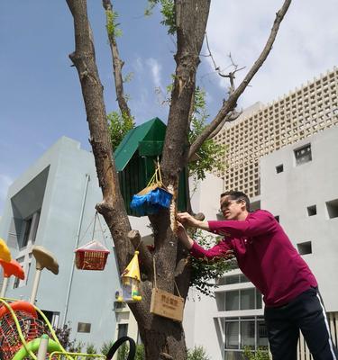 宽树枝百合的养护和管理方法是什么？