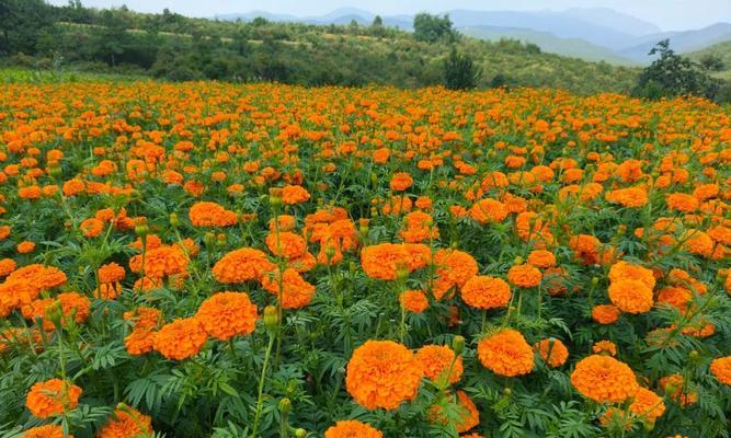 马头山因哪些花卉而出名？这些花卉的特色是什么？