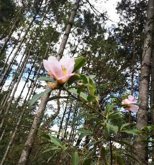 马头山因哪些花卉而出名？这些花卉的特色是什么？