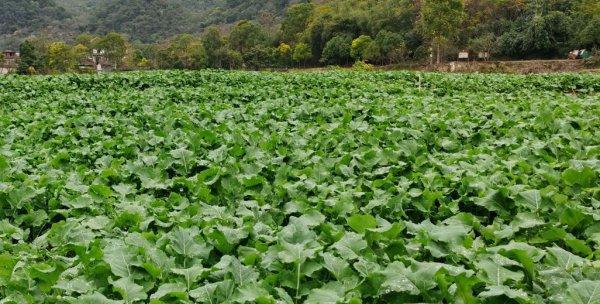 青岛地区种植食用百合需要哪些条件？如何确保高产？