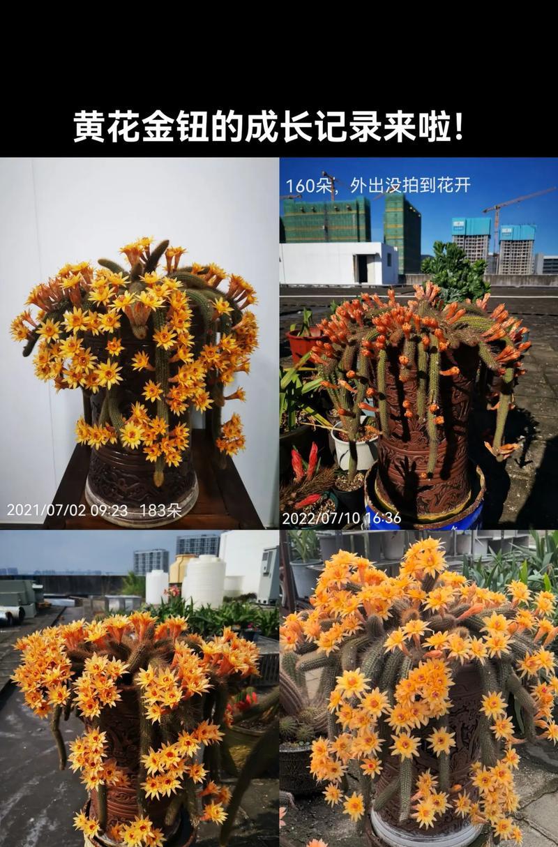 黄花盆栽有什么作用？黄花盆栽的寓意是什么？