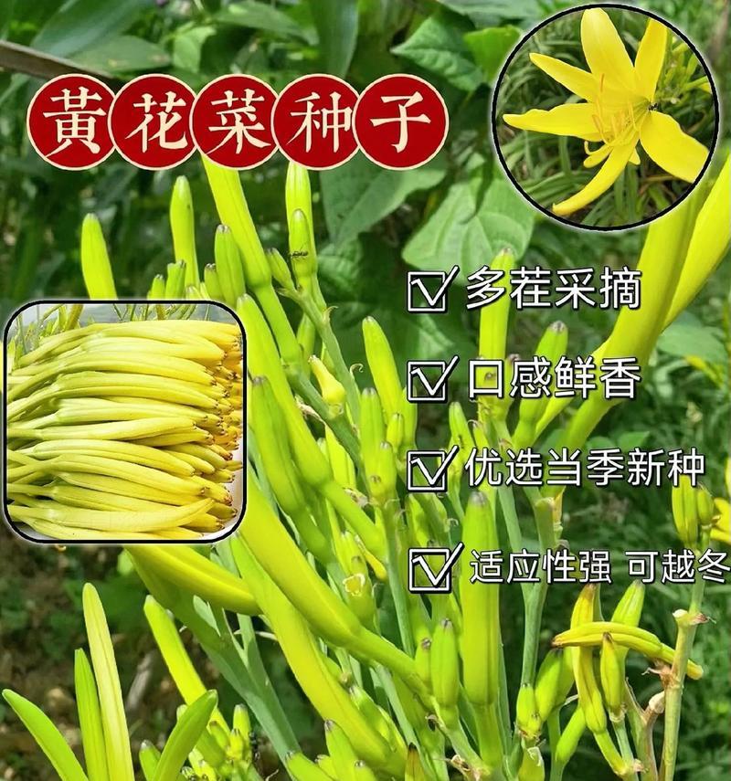 黄花盆栽有什么作用？黄花盆栽的寓意是什么？