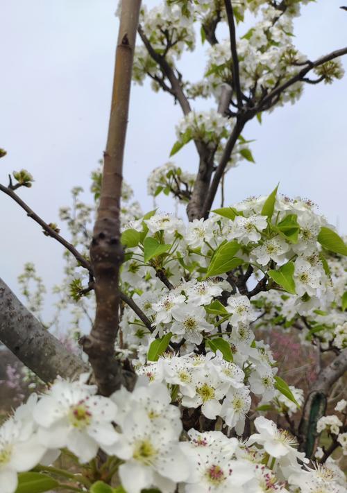 梨花的花语象征着什么？